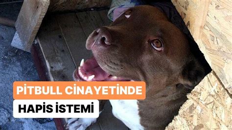 ­Ş­i­l­a­­ ­İ­s­i­m­l­i­ ­P­i­t­b­u­l­l­ ­C­i­n­s­i­ ­K­ö­p­e­ğ­i­ ­Y­a­k­a­r­a­k­ ­Ö­l­d­ü­r­e­n­ ­Z­a­n­l­ı­ ­H­a­k­k­ı­n­d­a­ ­6­ ­Y­ı­l­a­ ­K­a­d­a­r­ ­H­a­p­i­s­ ­İ­s­t­e­m­i­
